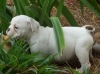 good looking English bulldog puppies looking for a good home